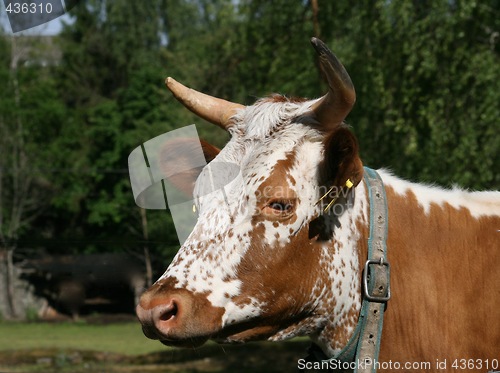 Image of Telemark cow