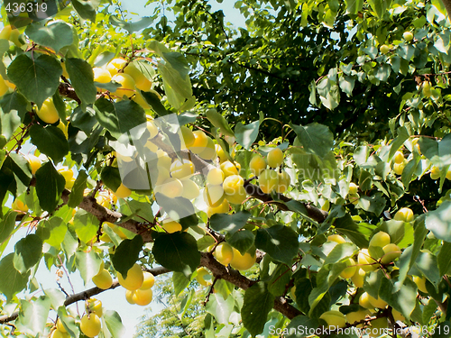 Image of Ripening apricots