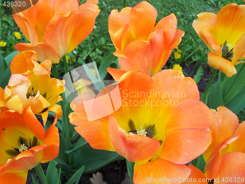 Image of Orange tulips