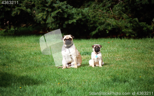 Image of Pugs posing outside.