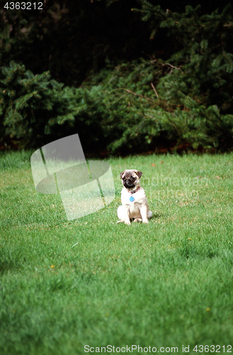 Image of Pug posing outside.