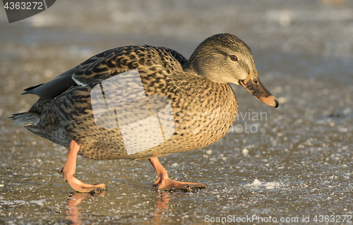 Image of Mallard on the ice