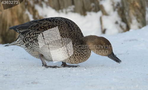 Image of Northern Pintail 