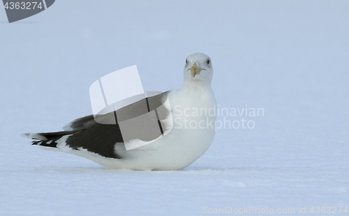 Image of Great Black-backed gull