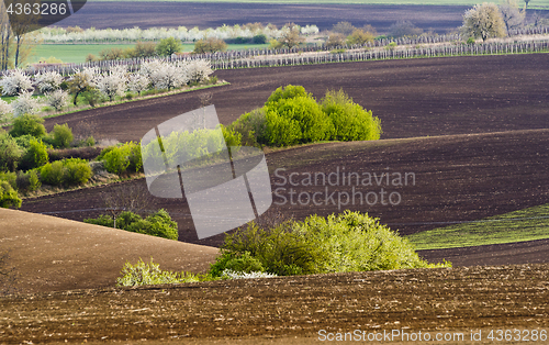 Image of Spring landscape with fields and trees