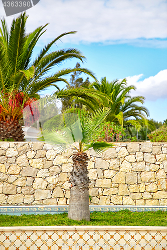 Image of Palm trees in portuguesse garden