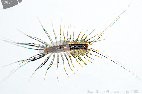 Image of Centipede insect