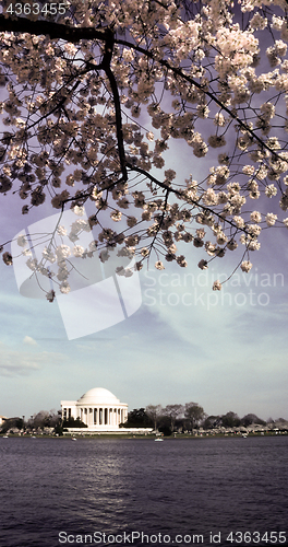 Image of Jefferson Memorial Lake Reflection Spring Flower Tree Blossoms W