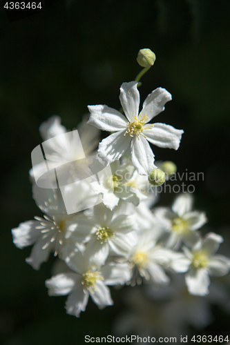 Image of Close up photo of white clematis flowers in a garden.