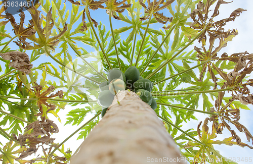 Image of papaya tree with fruits