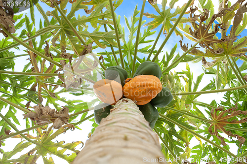 Image of papaya tree with fruits