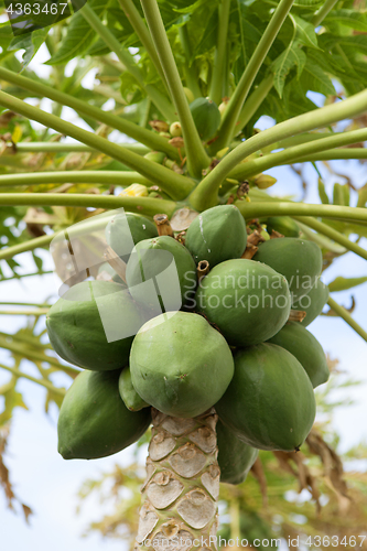 Image of papaya tree with fruits