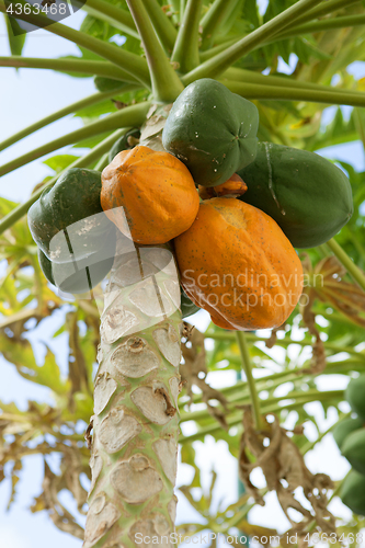 Image of papaya tree with fruits