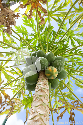 Image of papaya tree with fruits