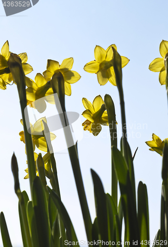 Image of Daffodils (narcissus) in spring