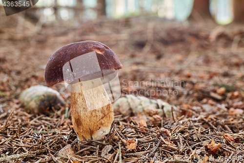 Image of Imleria badia. Fungus in the natural environment.
