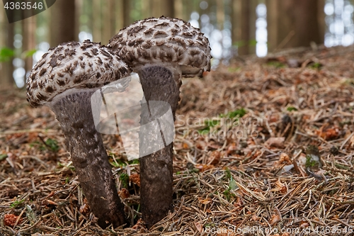 Image of Strobilomyces floccopus in the natural environment