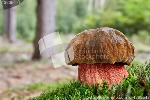 Image of Neoboletus luridiformis in the natural environment