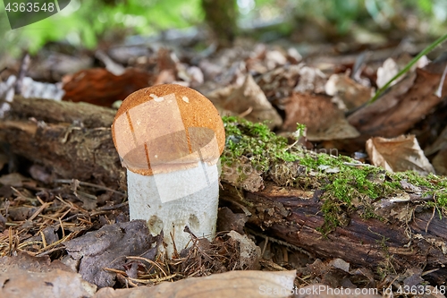 Image of Leccinum aurantiacum in the natural environment.