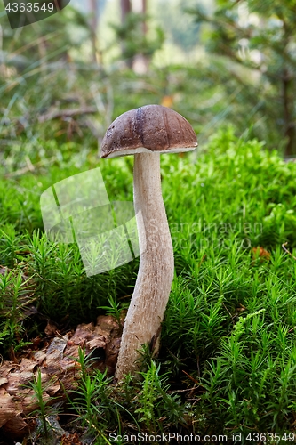 Image of Fungus Leccinum cyaneobasileucum