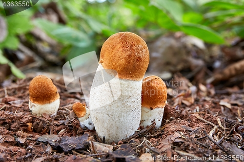 Image of Leccinum aurantiacum in the natural environment.