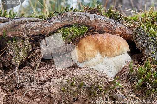 Image of Boletus edulis. Fungus in the natural environment.