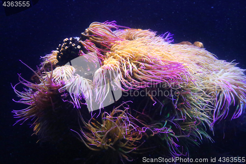 Image of Amazing marine animals (anemonia, actinia, anemone)