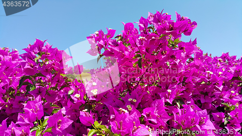 Image of Bright flowers of bougainvillea