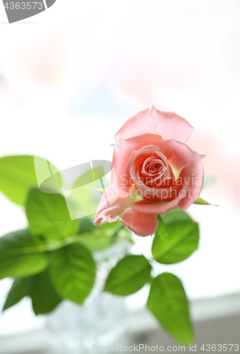 Image of Beautiful pink rose closeup