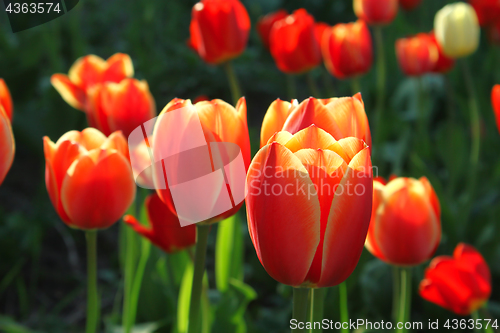 Image of Beautiful bright tulips 