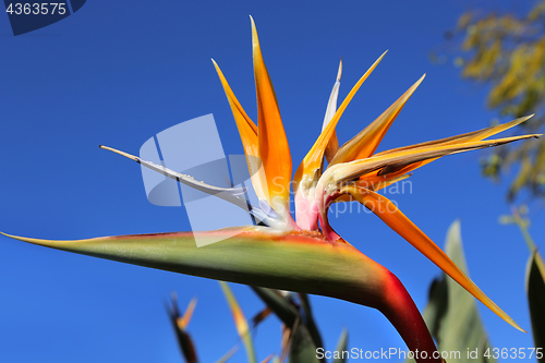 Image of Strelitzia Reginae flower against bly sky