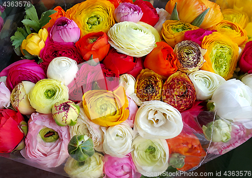 Image of Beautiful ranunculus colorful flowers