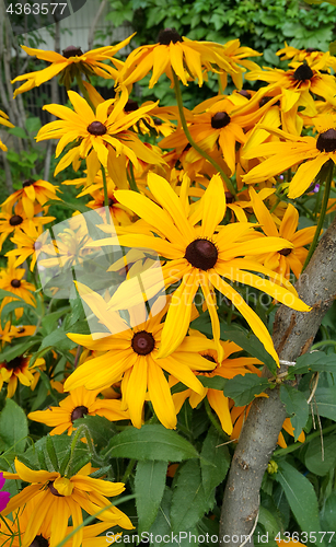 Image of Yellow flowers of Rudbeckia