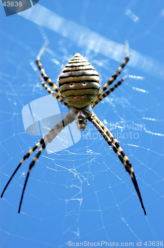 Image of spider