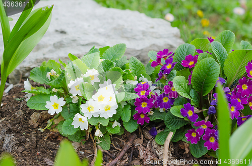 Image of Blossoming spring primrose, close-up