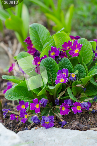 Image of Blossoming spring primrose, close-up