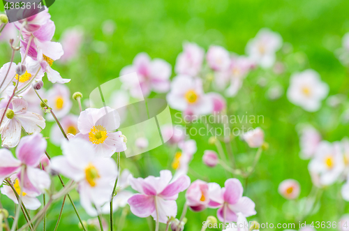 Image of Pale pink flower Japanese anemone, close-up. Note: Shallow depth