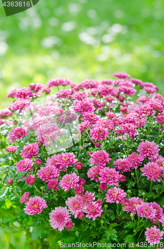 Image of Beautiful blooming pink chrysanthemum bush in the garden