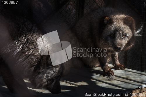 Image of Black fox in the cage