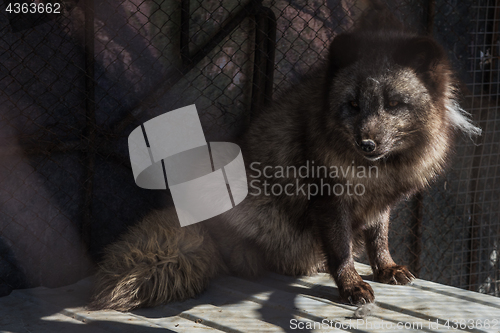 Image of Black fox in the cage