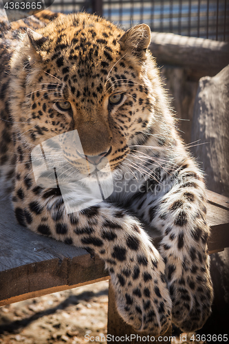 Image of Portrait of the leopard