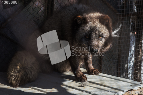 Image of Black fox in the cage