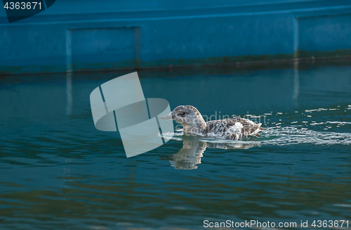 Image of Black Guillemot in Winter Plumage