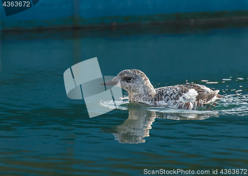 Image of Black Guillemot in Winter Plumage Tight Crop