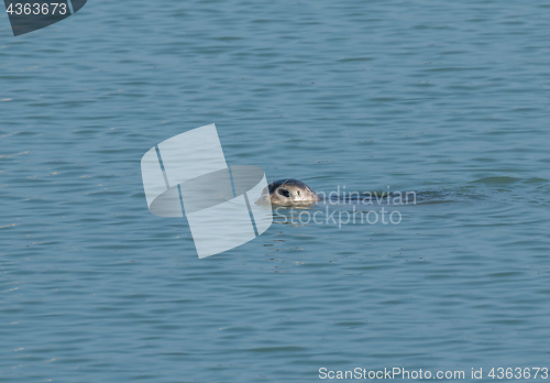 Image of Common Seal Swimming