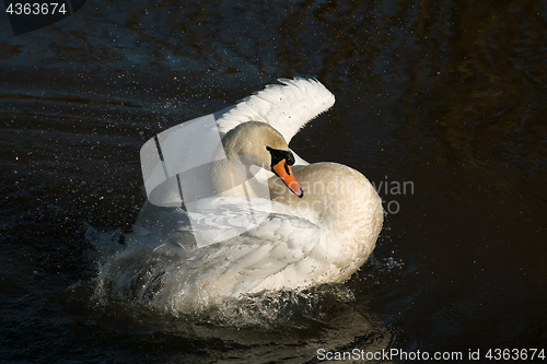 Image of Mute Swan Bathing