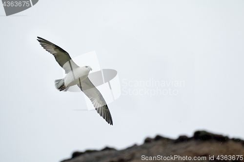 Image of Northern Fulmar and Cliffs