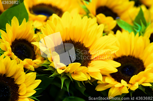 Image of Perfect Sunflowers with Leafs