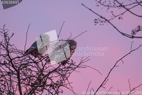 Image of Little Owls at Sunset