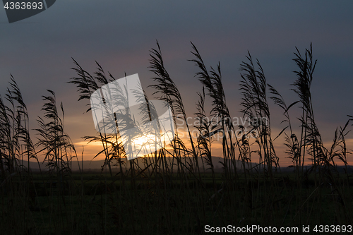 Image of Reeds Silhouetted Against Sunset Sky